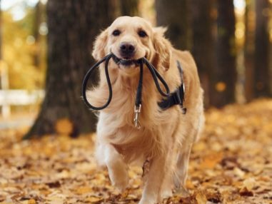 5 cuidados para passear cachorro no verão